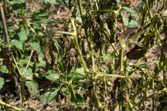 010_Viengtham_Lulut_17062025